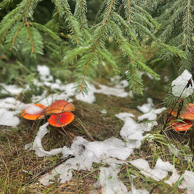 Fly Agaric mushrooms in Simplicity Retreat virgin forest