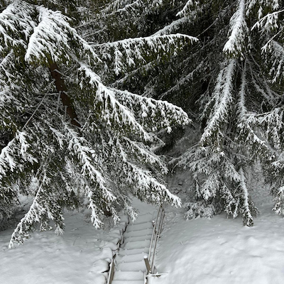 Snowy forest stairs at Simplicity Retreat winter